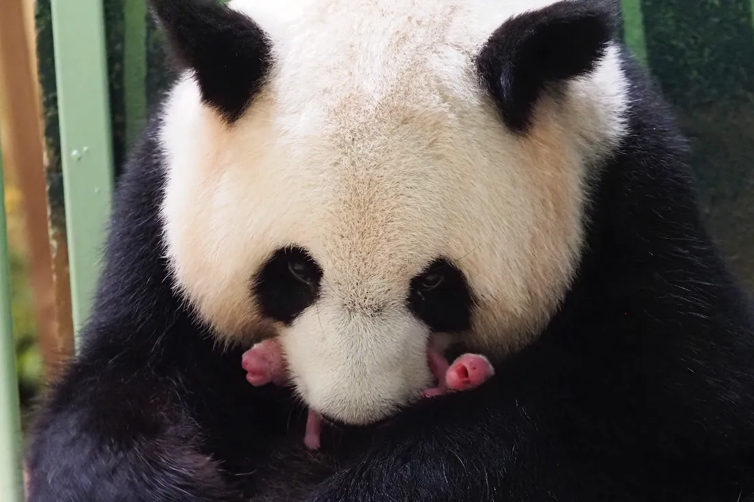 Huan Huan, la femelle panda du Zoo de Beauval, a donné naissance à deux bébés le 2 août 2021.